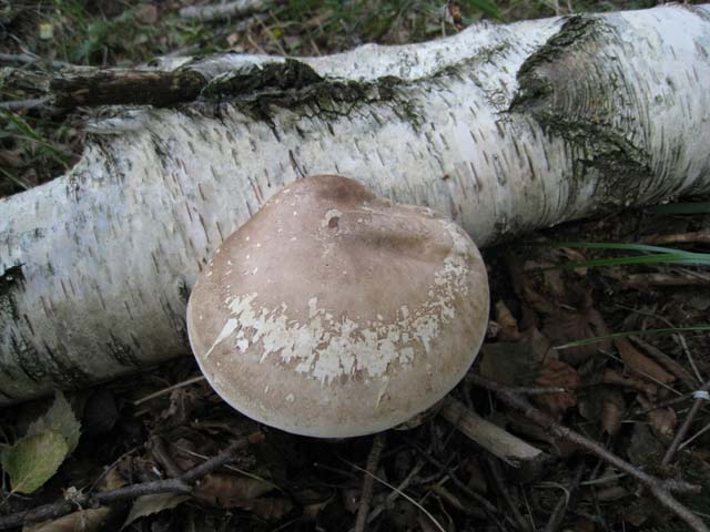 Ritrovamenti di fine settembre