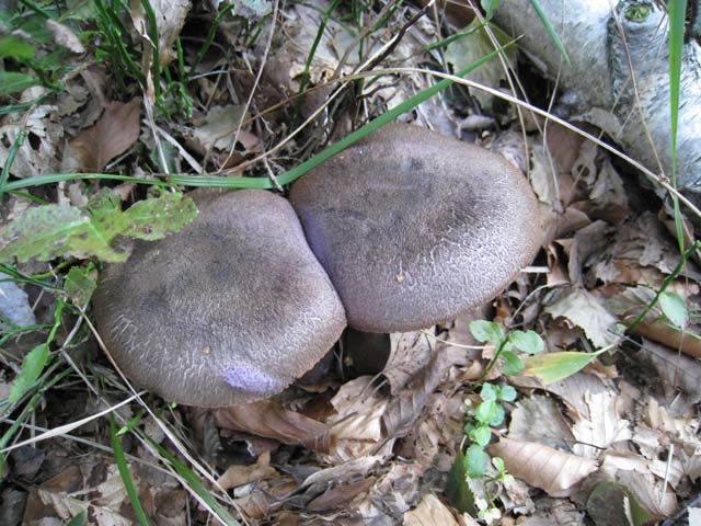 Ritrovamenti di fine settembre