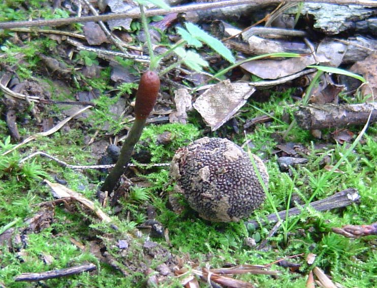 Le Cordyceps