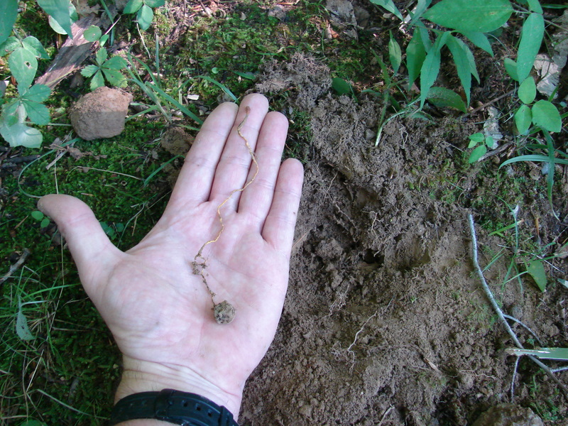 Le Cordyceps