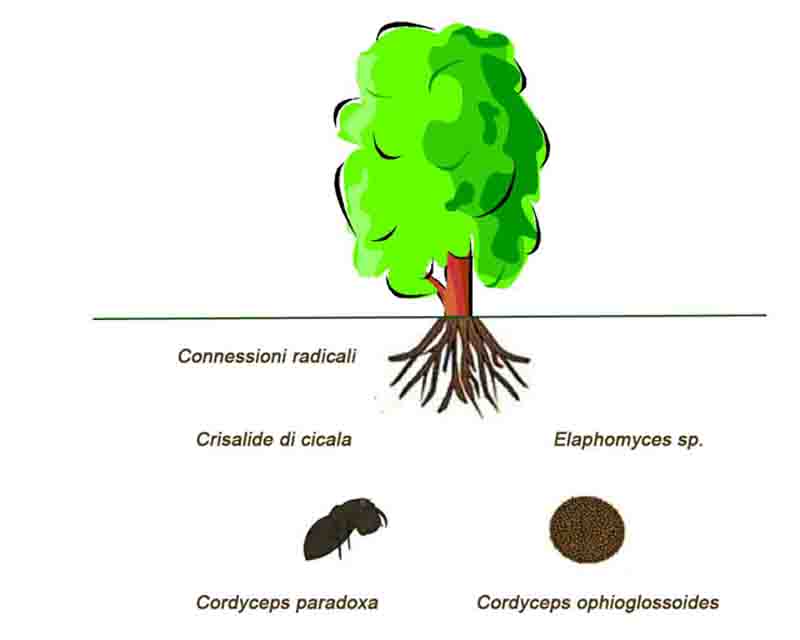 Le Cordyceps