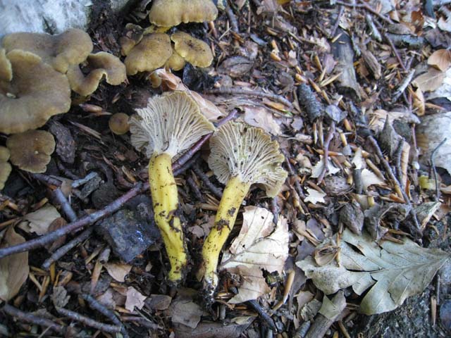 Ritrovamenti di fine settembre