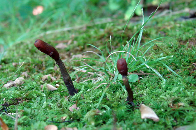 Le Cordyceps