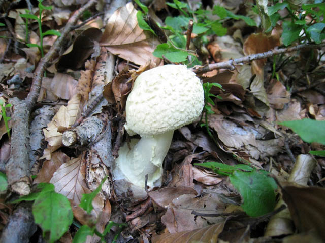 Escursione in faggeta
