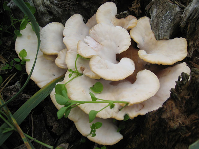 Secondo Aphyllo da determinare (Abortiporus biennis)