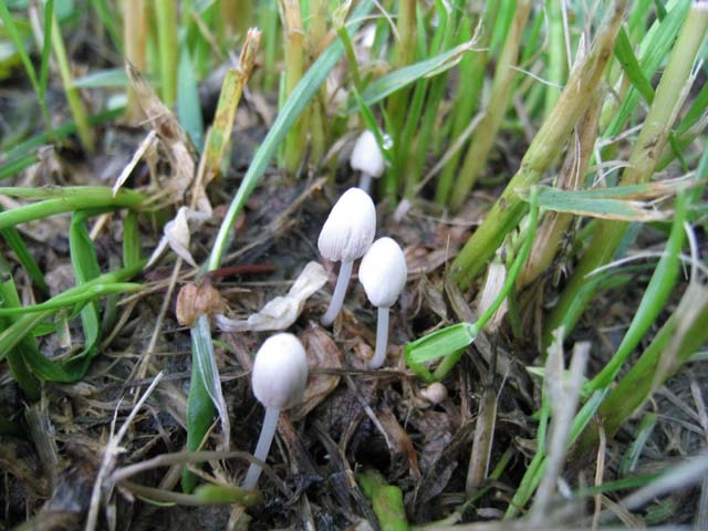 Coprinopsis urticicola var. saliciola