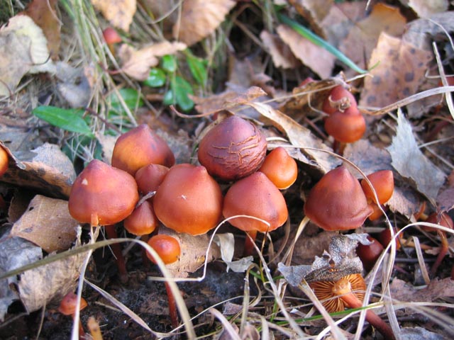 Phaeocollybia jennyae (P. Karst.) Romagn.