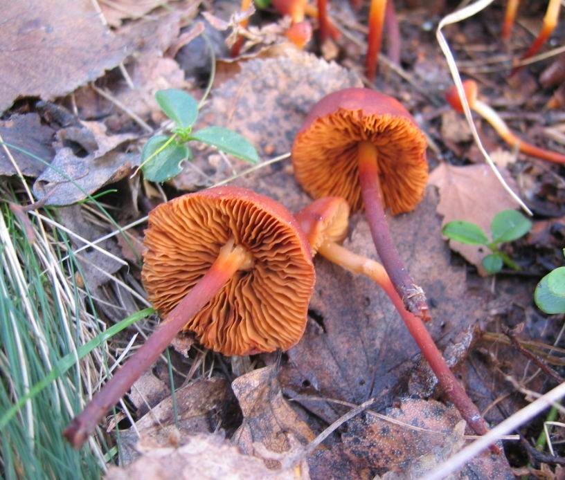 Phaeocollybia jennyae (P. Karst.) Romagn.