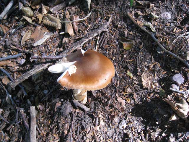 Escursione in faggeta