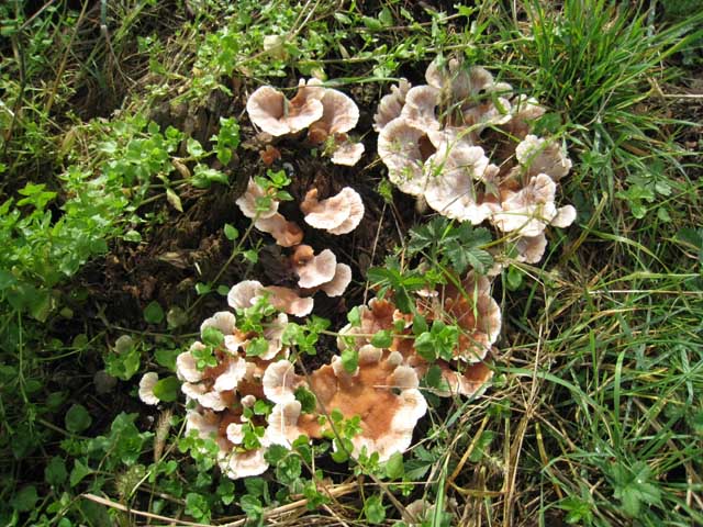 Secondo Aphyllo da determinare (Abortiporus biennis)