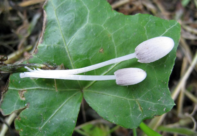 Coprinus da determinare (cfr. Coprinopsis urticicola s.l.)