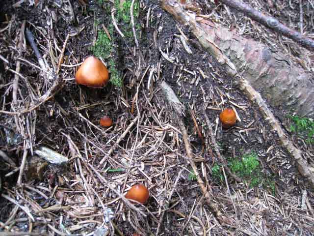 Phaeocollybia jennyae (P. Karst.) Romagn.