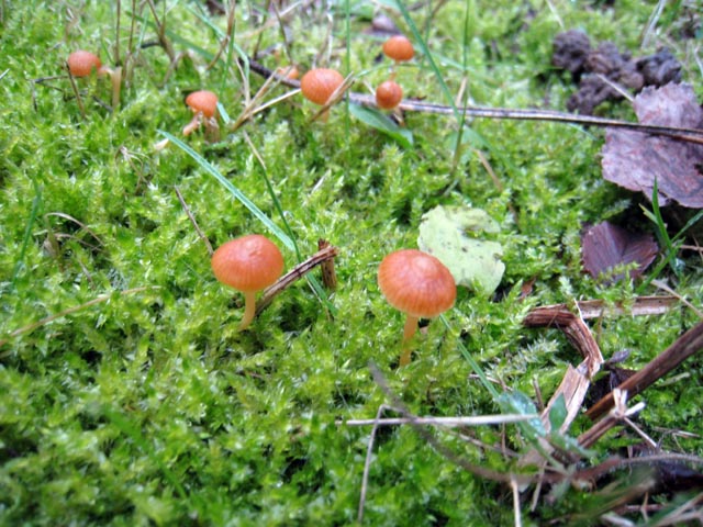 Galerina laevis