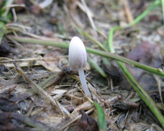 Coprinopsis urticicola var. saliciola