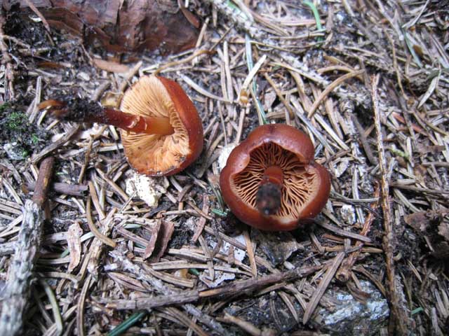 Phaeocollybia jennyae (P. Karst.) Romagn.