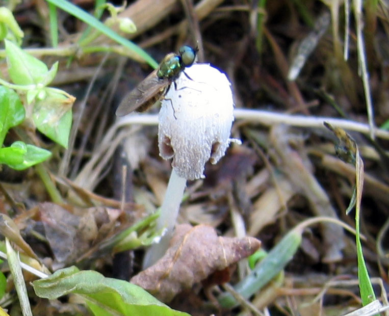 Coprinus da determinare (cfr. Coprinopsis urticicola s.l.)