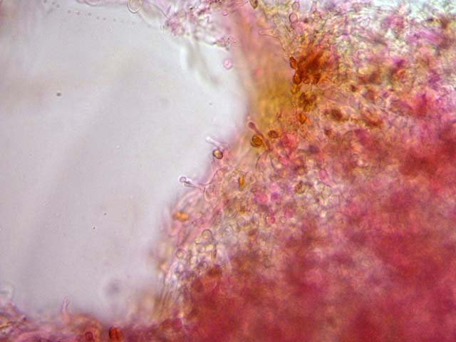 Galerina laevis