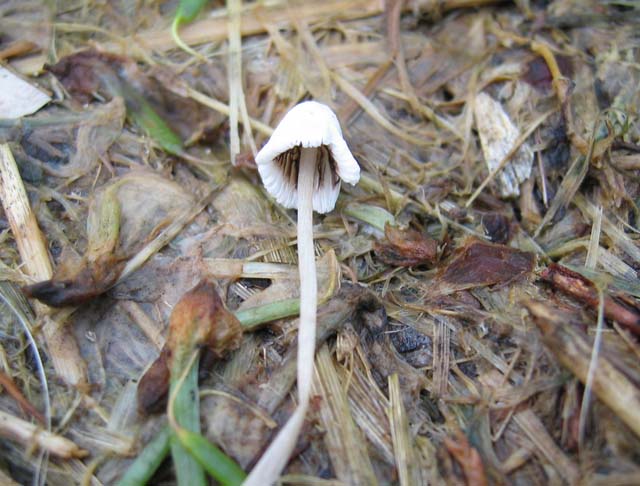 Coprinopsis urticicola var. saliciola