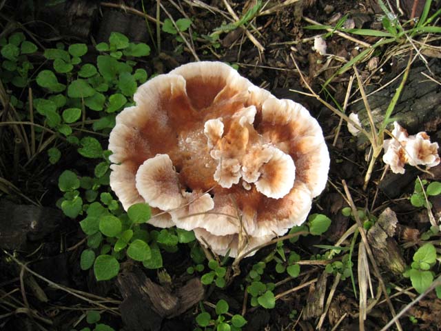 Secondo Aphyllo da determinare (Abortiporus biennis)