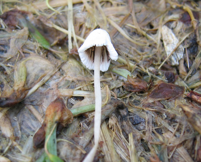 Coprinus da determinare (cfr. Coprinopsis urticicola s.l.)