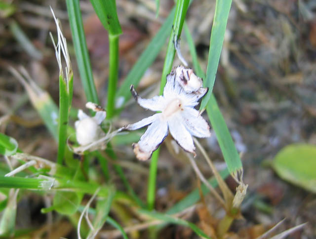 Coprinopsis urticicola var. saliciola