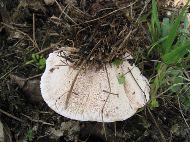 Secondo Aphyllo da determinare (Abortiporus biennis)