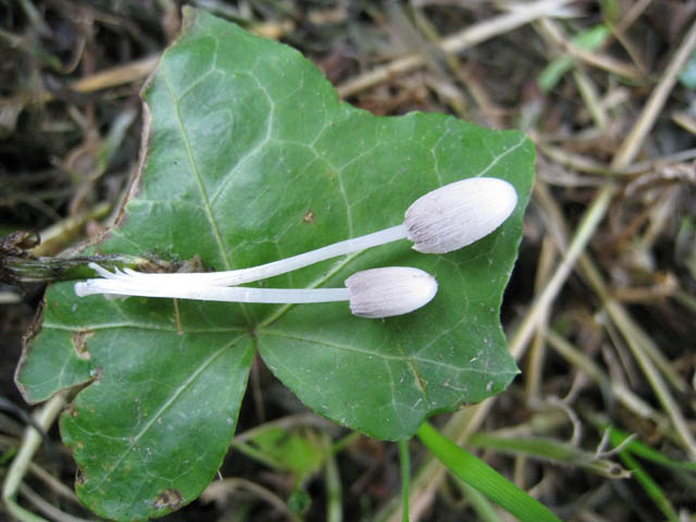 Coprinopsis urticicola var. saliciola