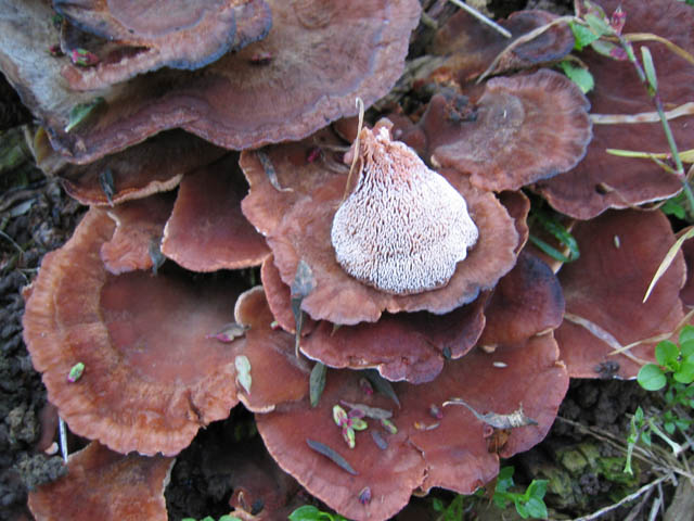 Secondo Aphyllo da determinare (Abortiporus biennis)