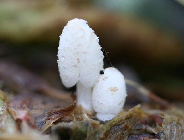 Coprinus da determinare (cfr. Coprinopsis urticicola s.l.)