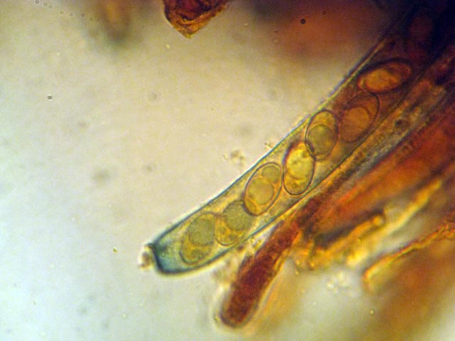 Peziza (cfr. P. succosella/P. succosa)