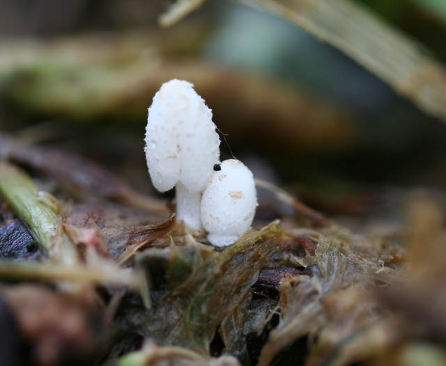 Coprinopsis urticicola var. saliciola