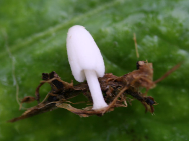 Coprinus da determinare (cfr. Coprinopsis urticicola s.l.)