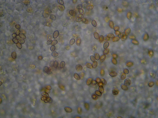 Phaeocollybia jennyae (P. Karst.) Romagn.