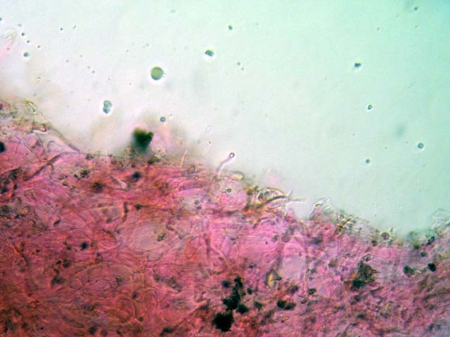 Galerina laevis