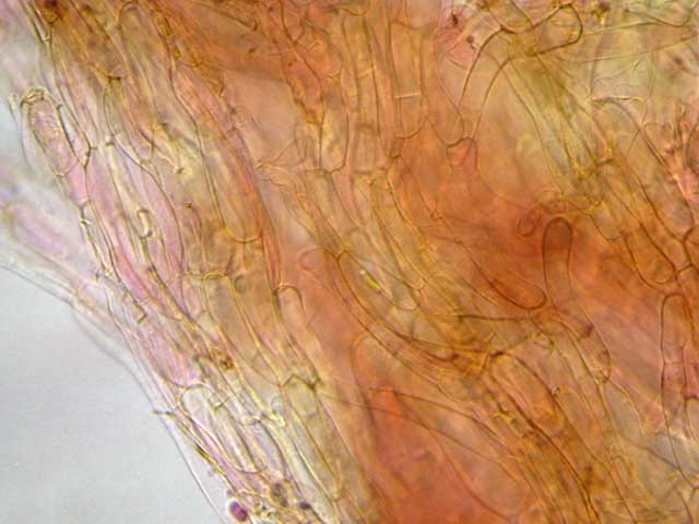 Galerina laevis