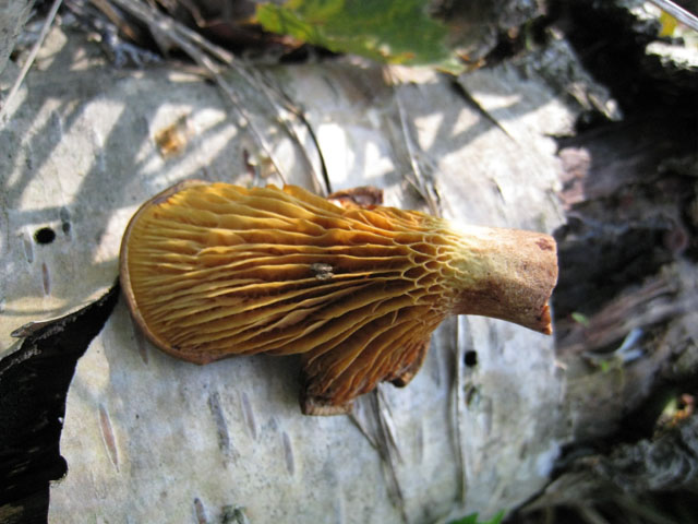 Paxillus involotus