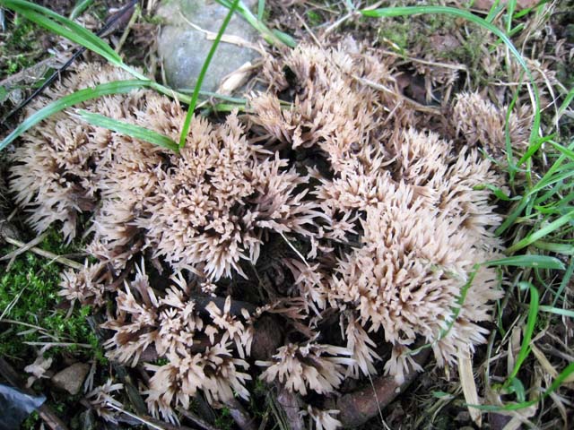 Help me, please (cfr. Pterula multifida = P. subulata)