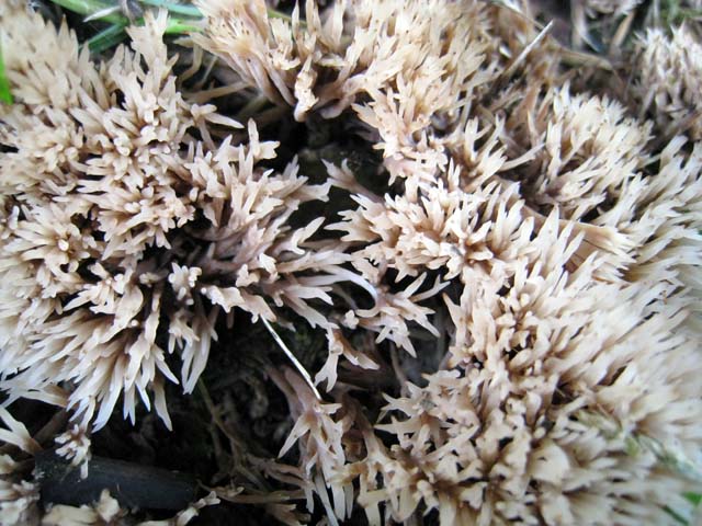 Help me, please (cfr. Pterula multifida = P. subulata)