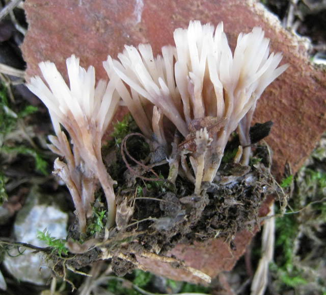 Help me, please (cfr. Pterula multifida = P. subulata)