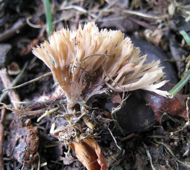 Help me, please (cfr. Pterula multifida = P. subulata)