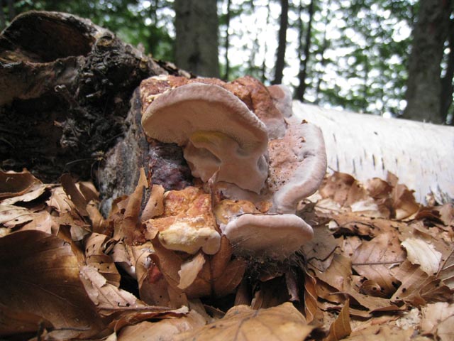 Su tronco di betulla (Fomitopsis pinicola)