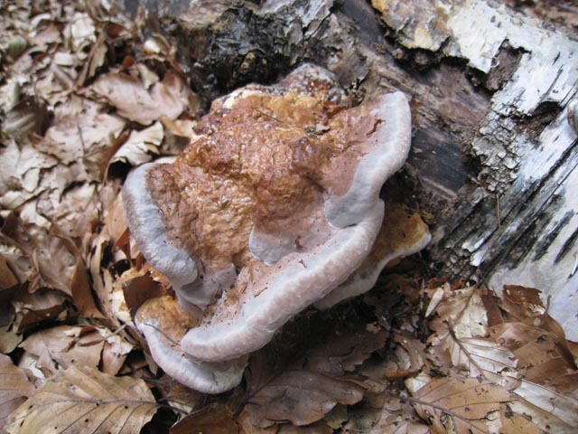 Su tronco di betulla (Fomitopsis pinicola)