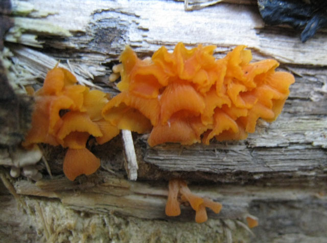 Ritrovamenti di fine settembre