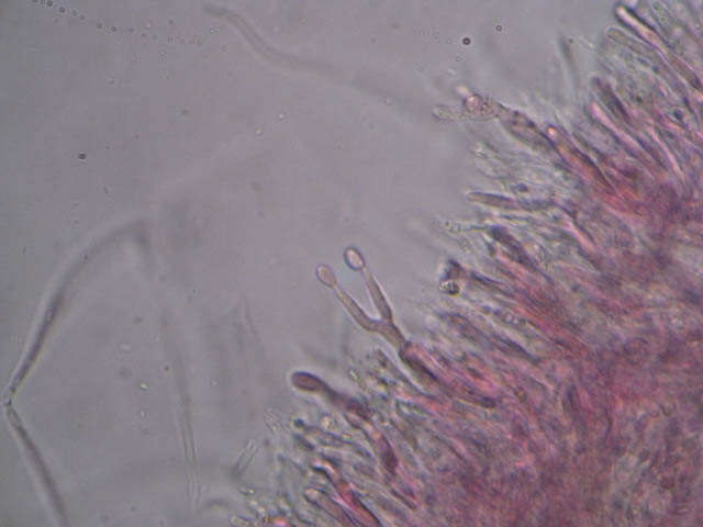 Ritrovamenti di fine settembre