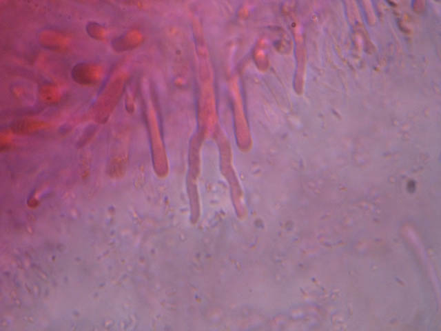 Ritrovamenti di fine settembre