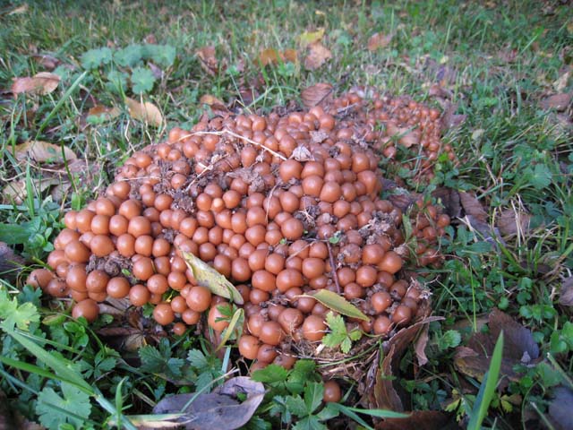 Psathyrella multipedata