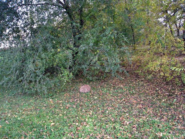 Psathyrella multipedata