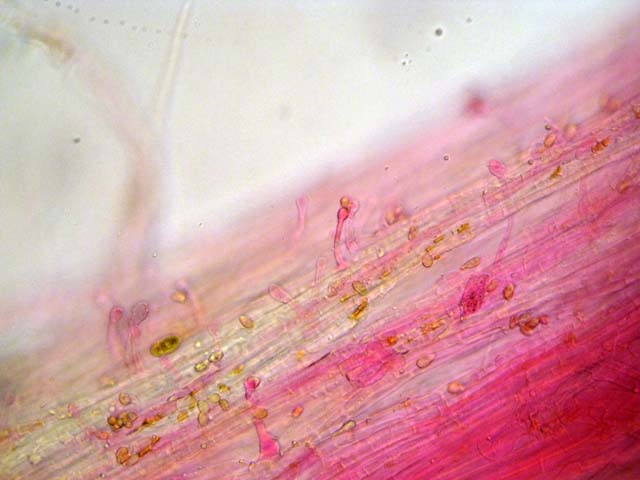 Galerina laevis