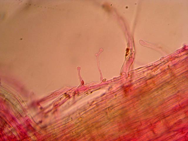 Galerina laevis