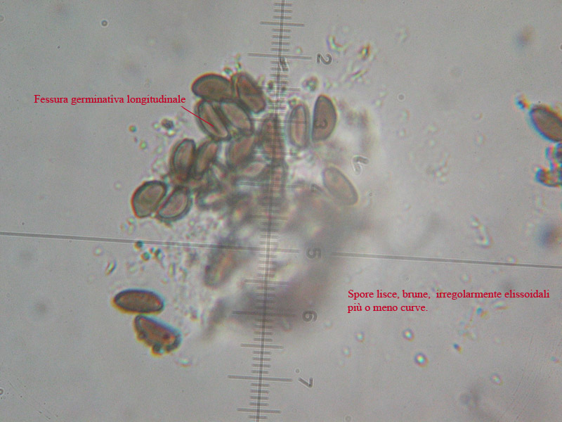 Fungo da riconoscere (cfr. Hypoxylon sp.)
